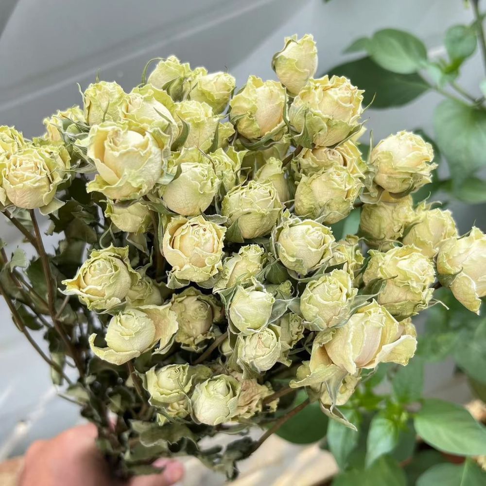 Prawdziwe, sterylizowane róże, – Resin Art Rose Preservation recenzja i cena