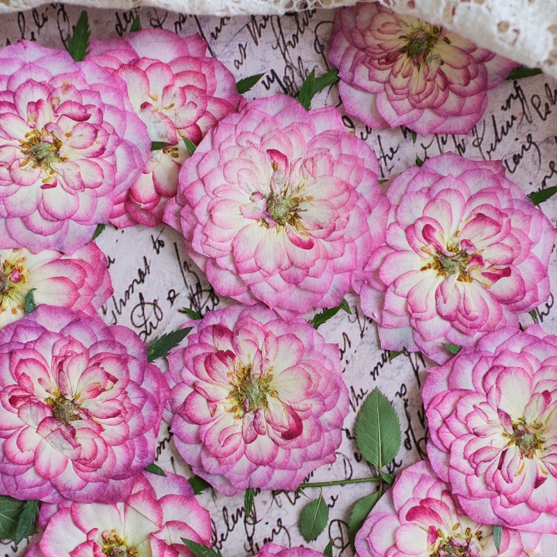 6 szt., Naturalne suszone kwia – Resin Art Rose Petals recenzja i cena