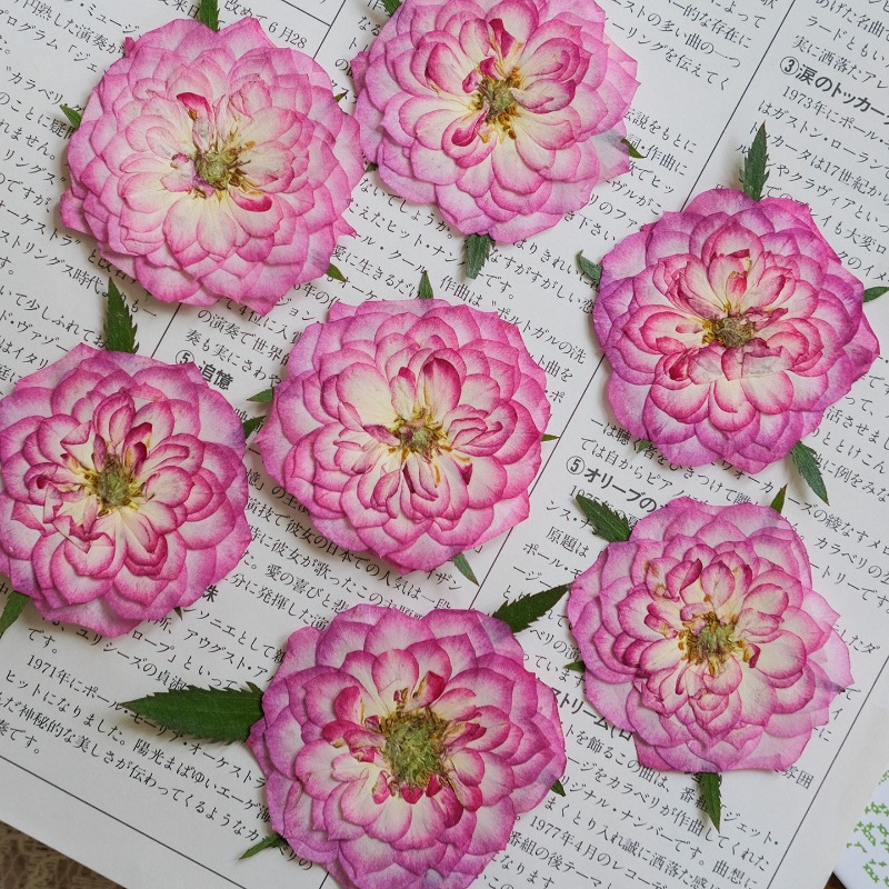 6 szt., Naturalne suszone kwia – Resin Art Rose Petals recenzja i cena